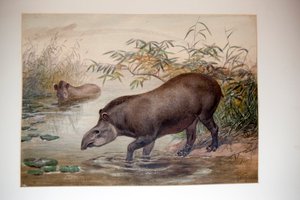 Tapir, 1880 da Joseph Wolf